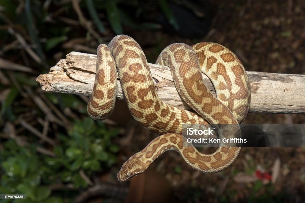Simpson Python Stimsons Python Stock Photo - Download Image Now - Python - Snake ...