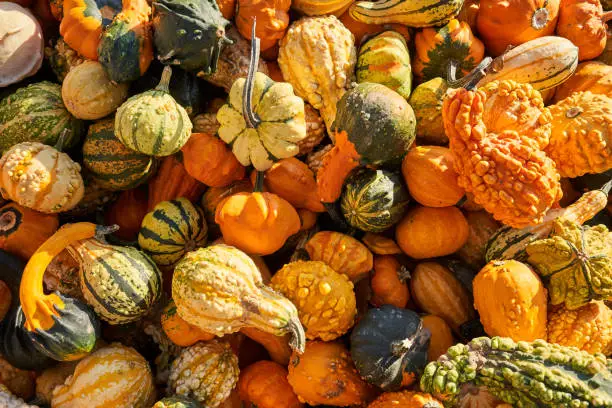 Decorative gourd varieties harvested and stacked up in a farm.