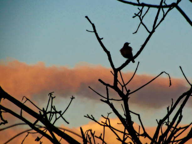 istock dove silhouette, with feathers blown by the wind, perched on the branches of a leafless tree, under a blue sky with orange clouds. 1179676434