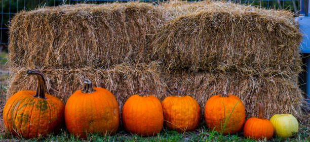 istock Autumn is here pumpkins are ready to be carved 1179676976