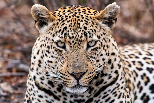 The Nyleti Male Leopard of the Sabi Sand region of South Africa  / Kruger Park