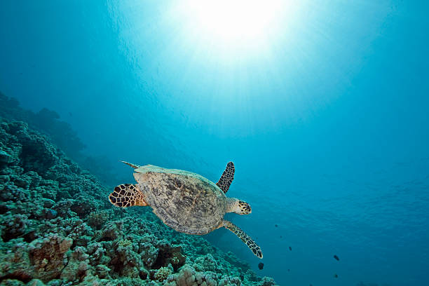 istock ocean, coral and hawksbill turtle 117968307