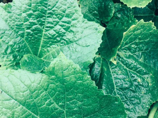 istock Green leaves of pumpkin trees 1179683327