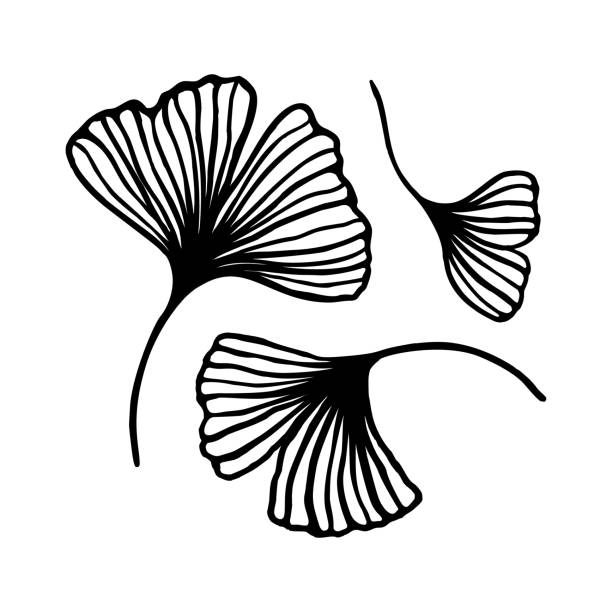 ilustrações, clipart, desenhos animados e ícones de jogo da mão da folha do biloba do ginkgo linha de contorno desenhada. arte floral do vetor em um estilo minimalista na moda. - ginkgo tree