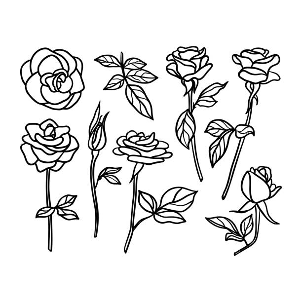 Set Rose Flower line drawing. Vector Floral collection in a Trendy Minimalist Style Set Rose Flower line drawing. Vector Floral collection in a Trendy Minimalist Style. For the design of Logos, Invitations, posters, Postcards, prints on t-Shirts. tattoo clipart stock illustrations