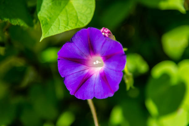 The most widespread common name is morning glories, but there are also species in related genera bearing the same common name