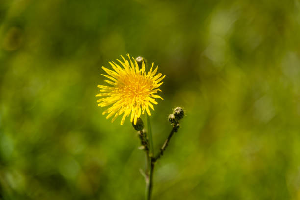 Autumn hawkbit flower in the field