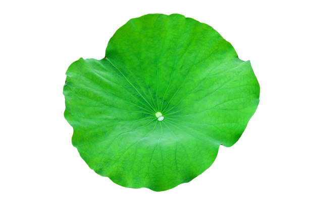 istock Lotus leaf isolated on a white background. File contains with clipping path so easy to work. 1179687294