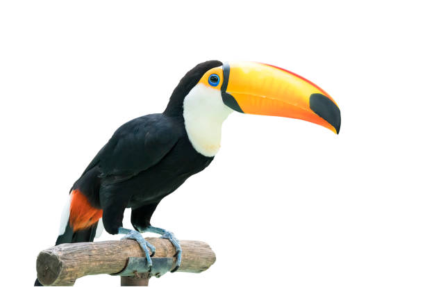 istock toucan bird on a branch 1179690158