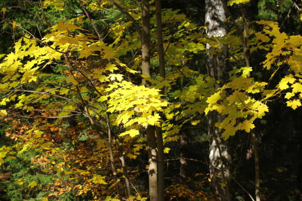 istock Autumn Yellow maple leaves in the woods. 1179691189