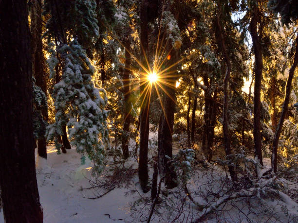 Snow, woods, sunburst stock photo