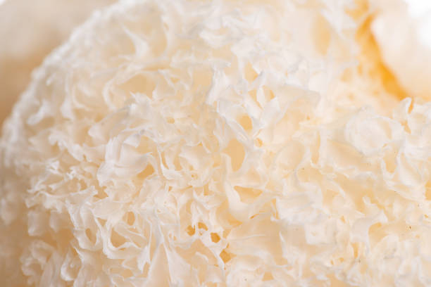 Dried snow fungus (Tremella fuciformis) isolated on white background