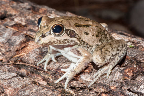 istock Northern Banjo Frog 1179693091