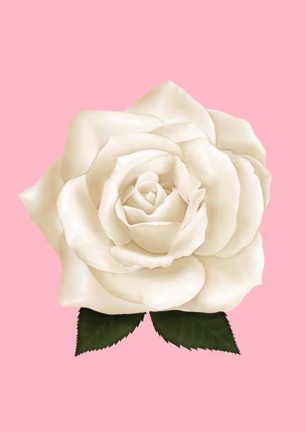 istock White Rose isolated on Pink background 1179693162