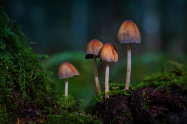 Wild Mushrooms Wild mushrooms in the forest. saanich peninsula photos stock pictures, royalty-free photos & images