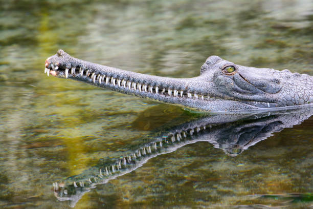 gharial indien (gavialis gangeticus) gros plan - gavial photos et images de collection