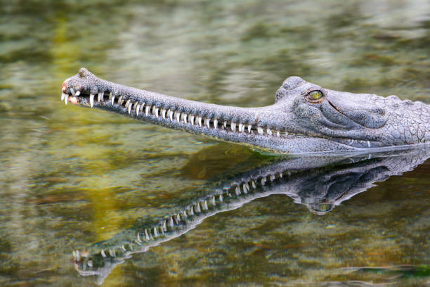 indian gharial (Gavialis gangeticus) Close-up indian gharial (Gavialis gangeticus) Close-up gavial stock pictures, royalty-free photos & images