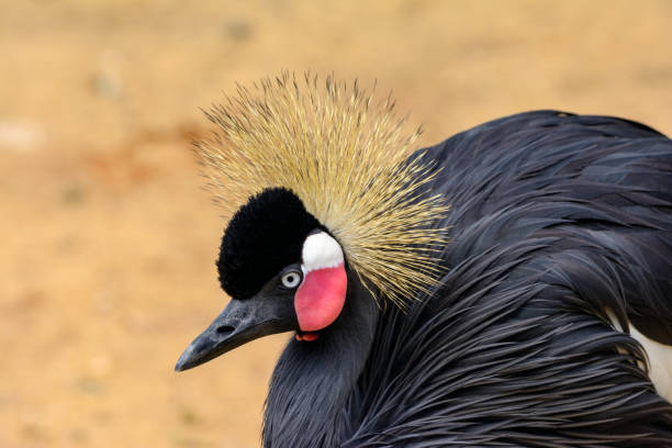 Portrait of a Crane.