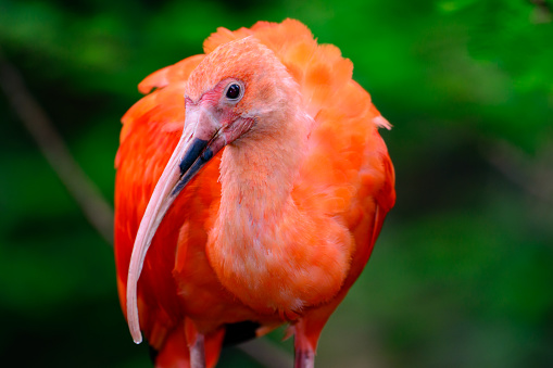 Scarlet ibis (Eudocimus ruber) perched in a tree