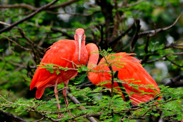 scharlach ibis (eudocimus ruber) thront in einem baum - scharlachsichler stock-fotos und bilder