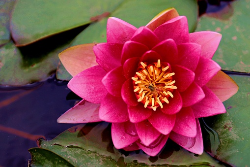 water lily.