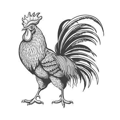 Engraved rooster. Roosters chicken sketch isolated on white background, hand drawn vintage cock retro styled picture, farm bantam engraving vector illustration