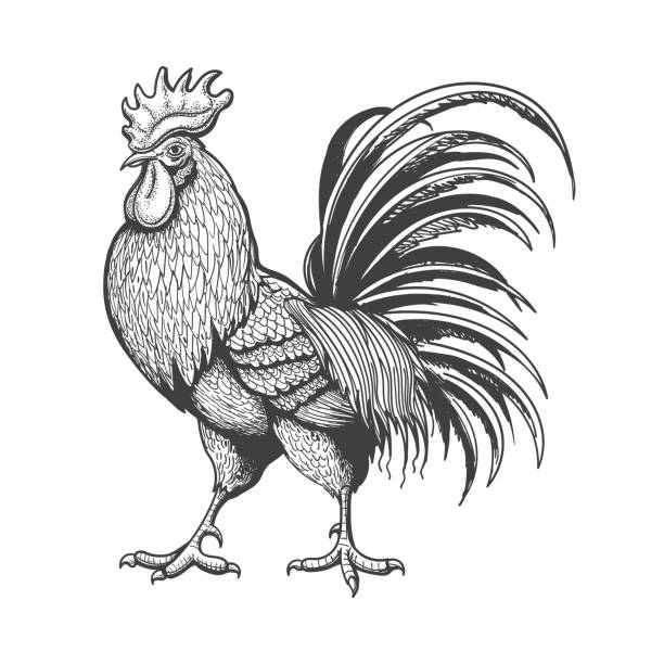 Engraved vintage rooster Engraved rooster. Roosters chicken sketch isolated on white background, hand drawn vintage cock retro styled picture, farm bantam engraving vector illustration rooster stock illustrations