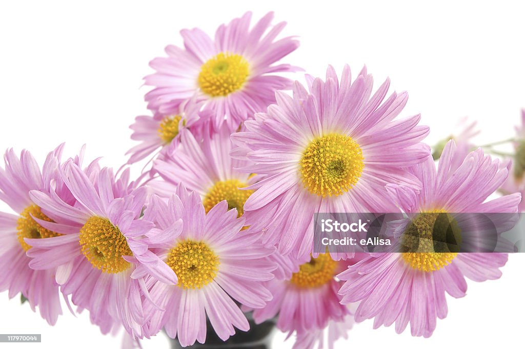 Chrysanthemum  Beauty In Nature Stock Photo