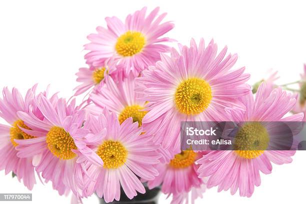 Chrysanthemum Stock Photo - Download Image Now - Beauty In Nature, Bouquet, Chrysanthemum