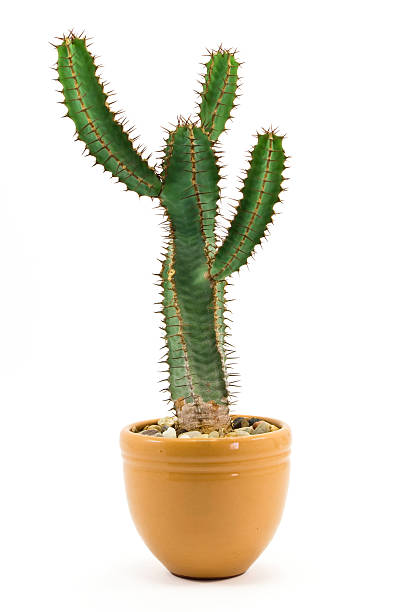 cactus de planta - homeopathic medicine medicine vertical studio shot - fotografias e filmes do acervo