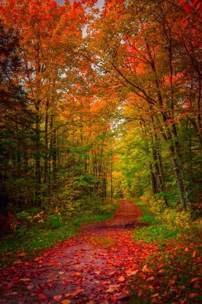 belle couleur d'automne dans le parc d'état de jay cooke - image vertical color image nobody photos et images de collection