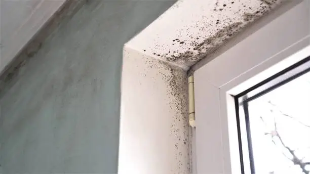 Photo of Mold growth. Mould spores thrive on moisture. Mold spores can quickly grow into colonies when exposed to water