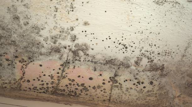 istock Indoor mold. Mold on white wall, fungus on white background, bacteria on surface. Mold growth at house 1179706832