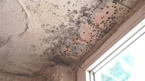 istock Mold growth. Damp walls, ceiling, window frames and glass in home. Molds thrive on moisture and reproduce by means of tiny, lightweight spores that travel through the air 1179706833