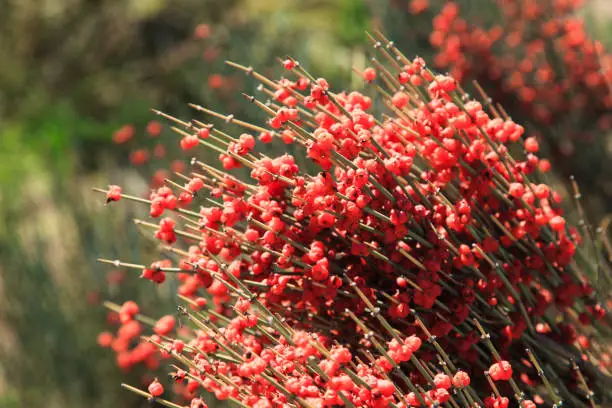 Photo of Ephedra is a genus of shrubs of the Oppressive class, the genus of its family is Ephedra Ephedraceae or Ephedra. Red berries, narcotic plant.