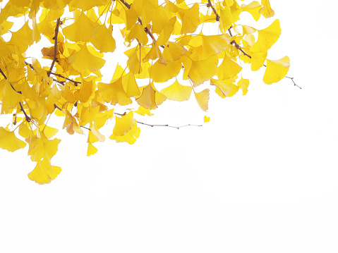 Close up ginkgo leaves and branches isolated on white background.