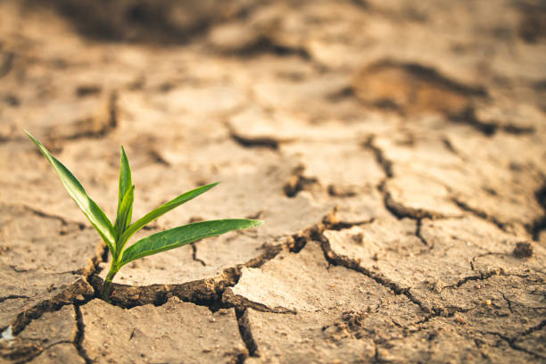 istock Growth of trees in drought, Living with tree drought. 1179707835