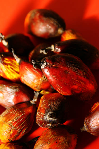 istock Fresh palm oil fruit 1179708012