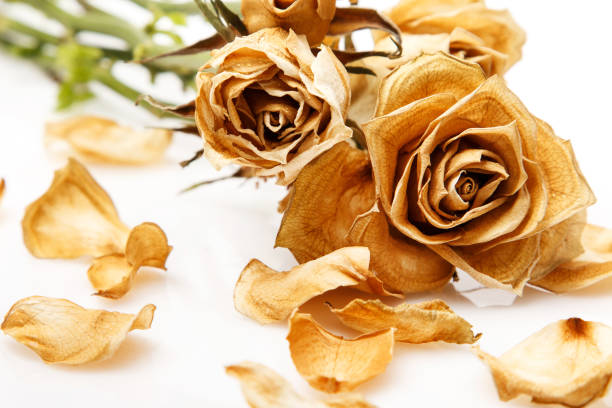 istock Dry rose flower 1179710684