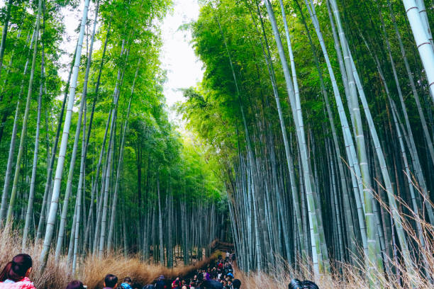 istock Bamboo forest at Arashiyama, Kyoto, Japan. 1179710741