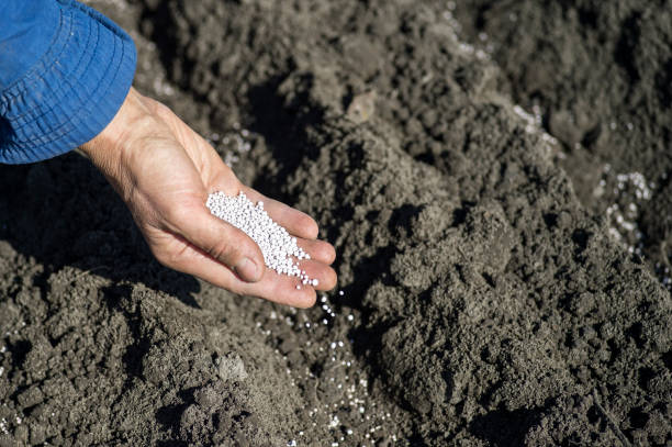 The hand of a woman farmer scatters a handful of white fertilizer granules on the background of an earthen bed. The hand of a woman farmer scatters a handful of white fertilizer granules on the background of an earthen bed with fertilizer. Background. nitrogen photos stock pictures, royalty-free photos & images