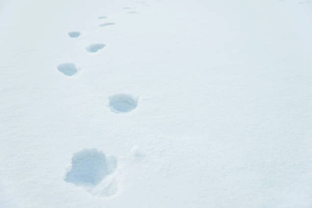 istock Footprints in the snow field 1179713558