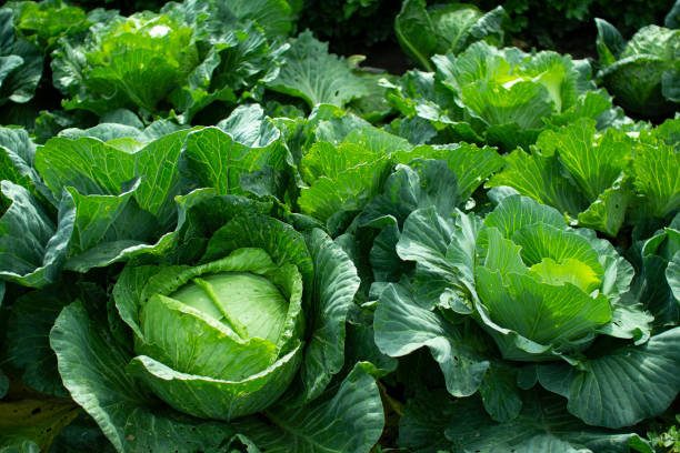 istock Head of white cabbage in the garden. 1179714457