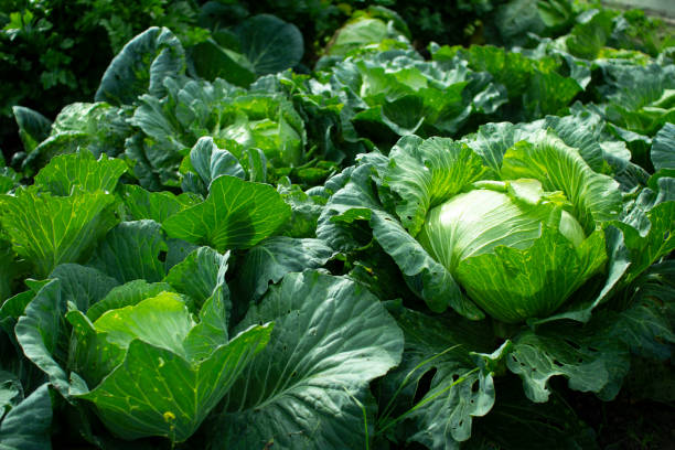 istock Head of white cabbage in the garden. 1179714466