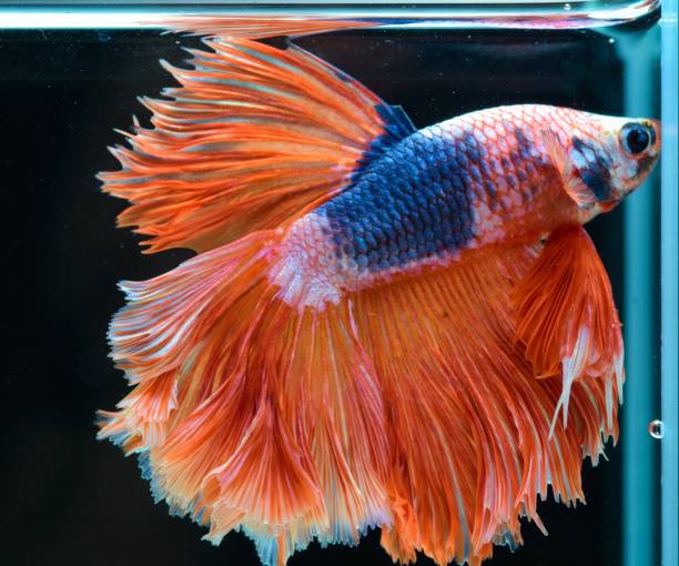 istock Fancy fighting fish, Half Moon. Bright colors. With patterns that are strange and beautiful There is another popular name called siamese fish with an orange tail and a black background. 1179715181