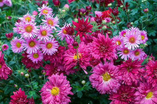 istock Asters and Chrysanthemum 1179716189