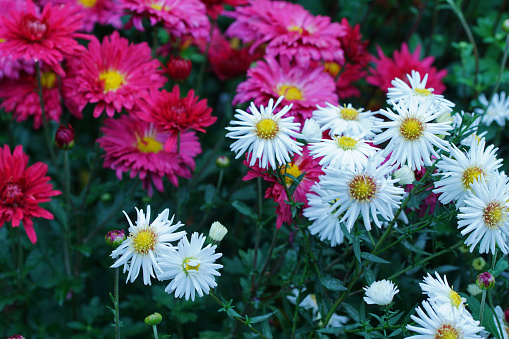 istock Asters and Chrysanthemum 1179716262
