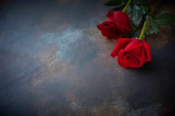 röda rosor ligger på en strukturerad fläckig marmor bakgrund. ett tecken på kondoleans, sympati för förlusten. utrymme för din text - blommor grav bildbanksfoton och bilder