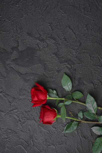 istock Two red roses on a dark, black textured background. Space for text. 1179716335