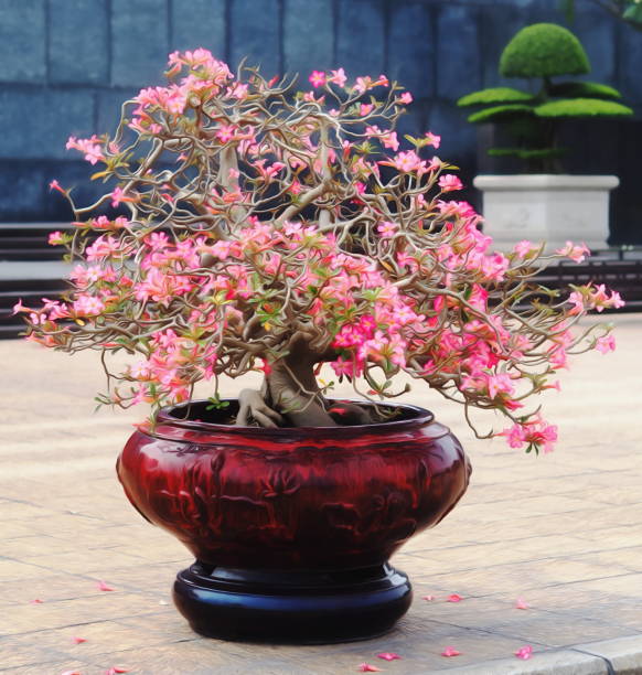 istock bonsai with pink flowers 1179716407